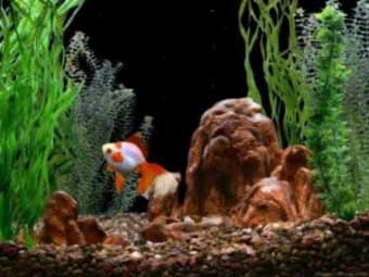 Goldfish Aquarium Bildschirmschoner
