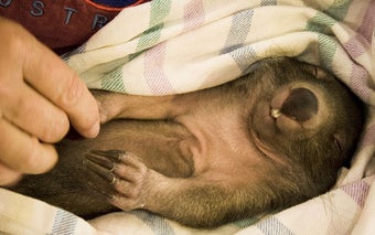 Wombat belly rub