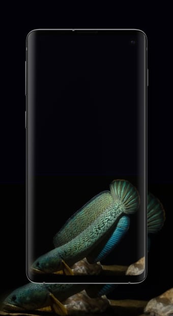 Channa Fish Wallpaper HD 4K