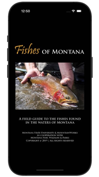 Fishes of Montana