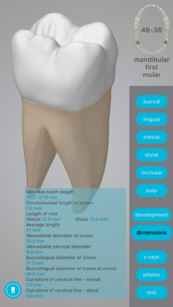 Dental Corpus Anatomy