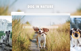 Dog in Nature HD Wallpapers New Tab
