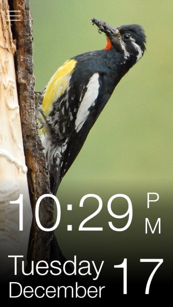 Daily Bird - the beautiful bird a day calendar app