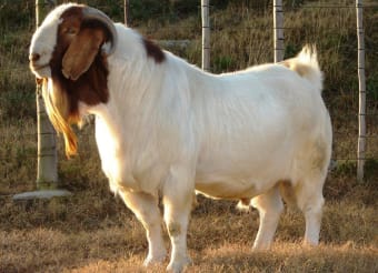 Goat Farming(बकरी पालन): Goat Buy,Sell,Vaccination