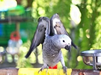 African Grey Parrot Pictures