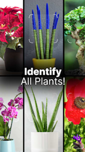 Plant Pic Identifier