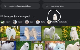 Samoyed Surprise