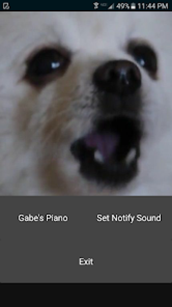 Gabe The Dog