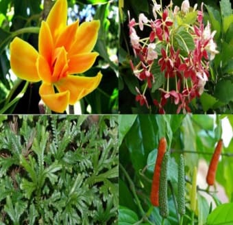 Get To Know Medicinal Plants A