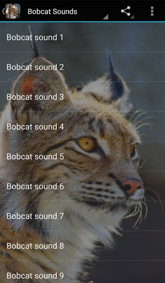 Bobcat Sounds