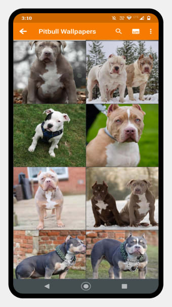 Pitbull Dog Wallpaper
