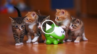 Cat Video Live Wallpaper