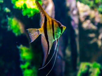 HD Fish Wallpaper: Best HD Fish Wallpaper