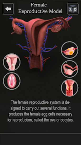 Female Anatomy 3D -Female Organs Bones  Skeleton