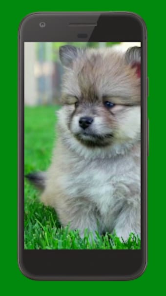 Cute Puppies Video Wallpaper