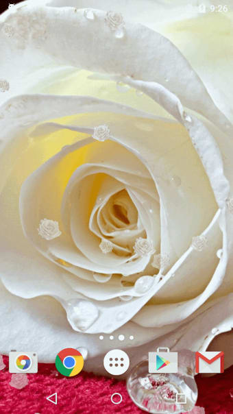 White Rose Live Wallpaper HD