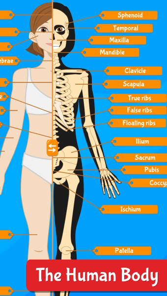 Anatomix - Human Anatomy