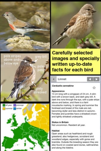 Birds of Britain Pocket Guide