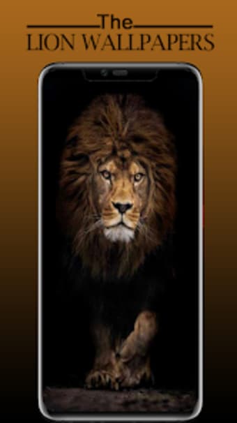 Lion Wallpaper Sher Ka Photo