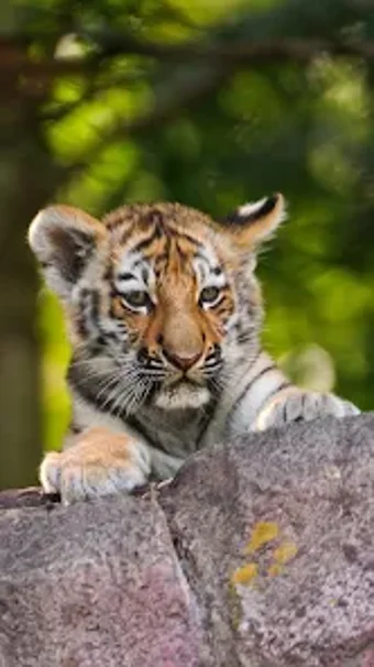 Tiger Wallpapers