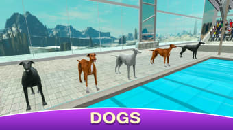 Dog Swimming Race