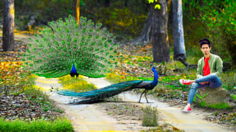 Peacock Photo Editor  Frames