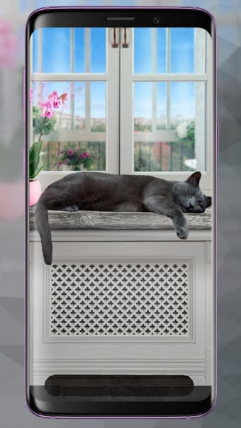 Cute Lazy Cat Live Wallpaper