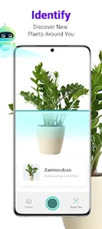 Lily - Plant Identification