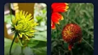  için 0 numaralı resim