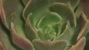 の画像0