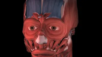 Muscular System 3D anatomy