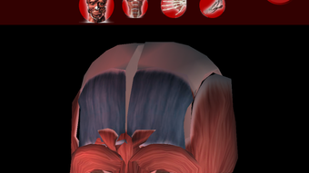 Muscular System 3D anatomy