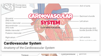 Human Anatomy and Physiology