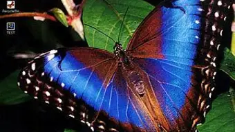 A Beautiful Butterfly Theme