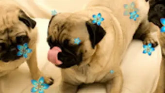 Cute Pugs Live Wallpapers