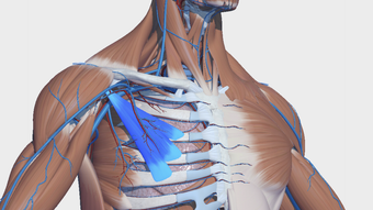 Visual Anatomy 3D - Human