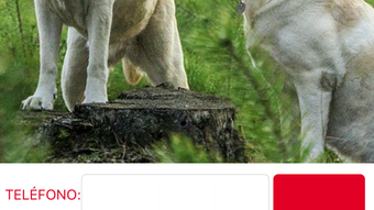 Imagem 0 para 