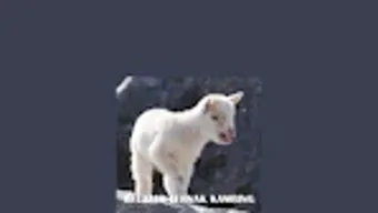 Изображение 0 для 