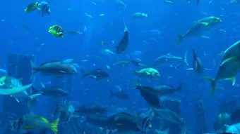 aquarium 4k live wallpaper