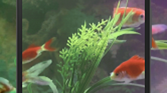  için 0 numaralı resim