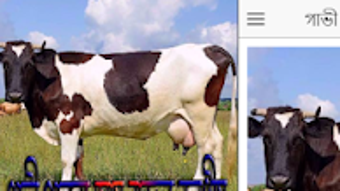 Afbeelding 0 voor 