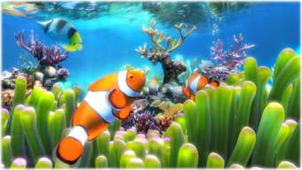Clownfish Aquarium Live Wallpaper