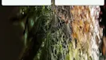 الصورة 0 لـ 