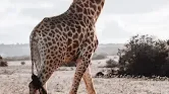 الصورة 0 لـ 