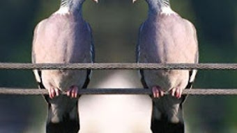 の画像0