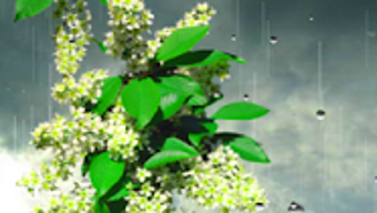 Rain live wallpaper