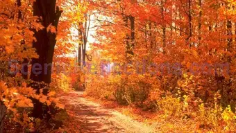 Colors of Autumn Free Screensaver