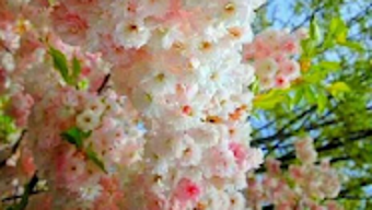 الصورة 0 لـ 