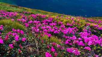 Mountain Flower Live Wallpaper