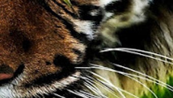 Imagem 0 para 